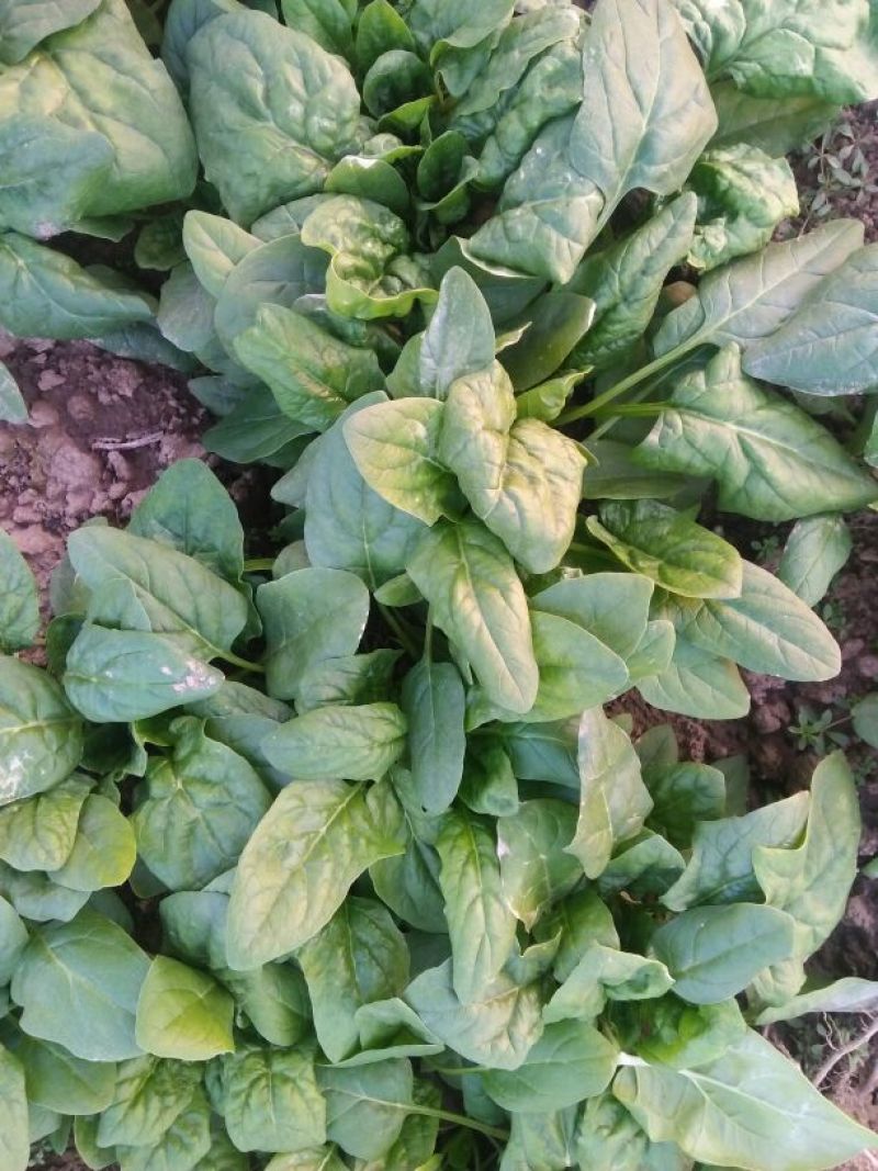 秋菠菜10~15厘米