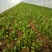 越冬菠菜15~20厘米