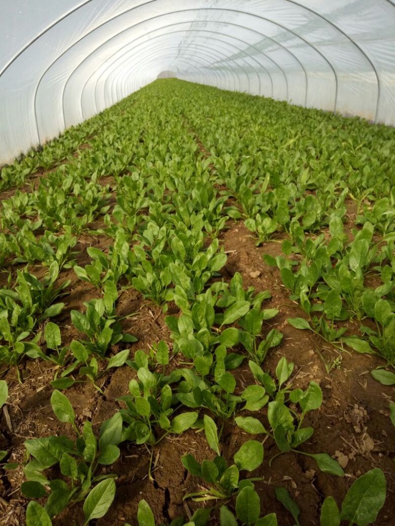 越冬菠菜15~20厘米