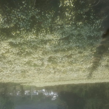 菊花茶