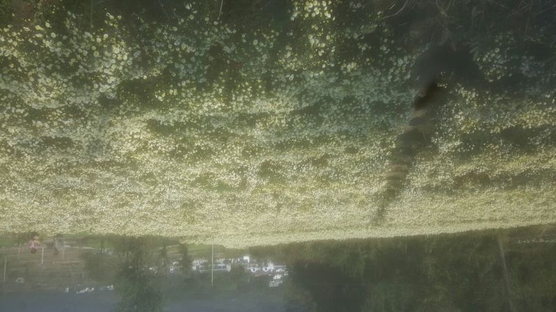 菊花茶