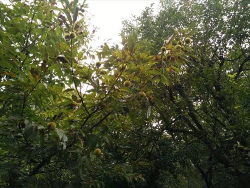 锥栗板栗