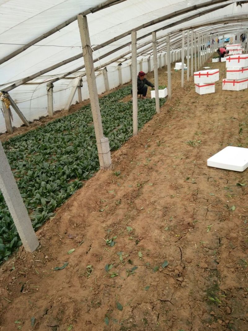 越冬菠菜15~20厘米