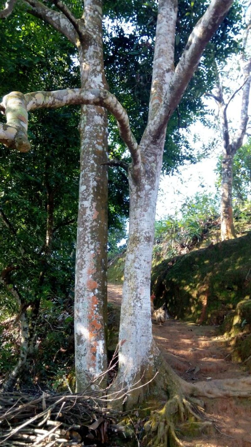 桶桂散装统货