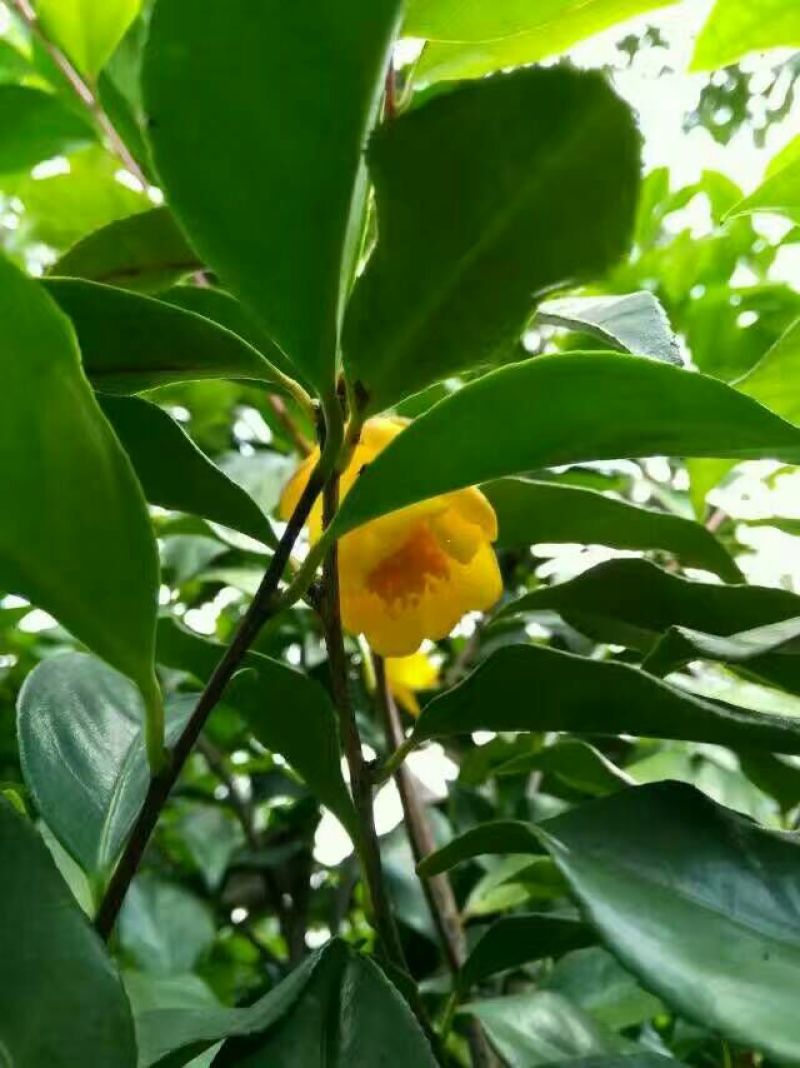 金花茶叶一级