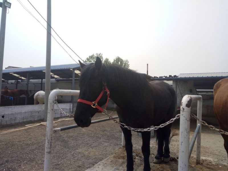 矮马骑乘马，半血马拉车马