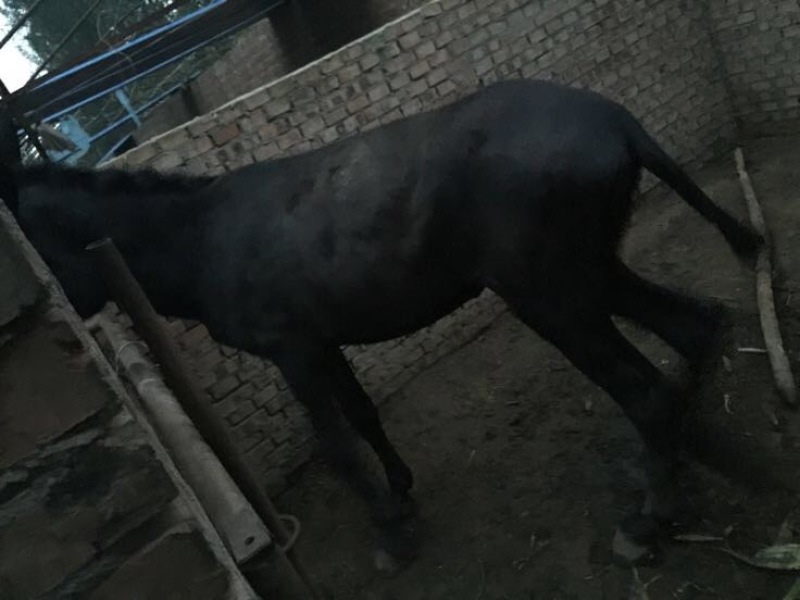 种驴