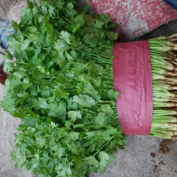香菜河北香菜大量接单产地直发量大从优欢迎来电