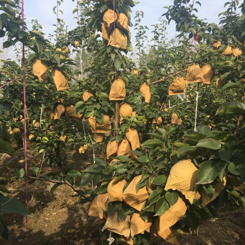 晚秋黄梨