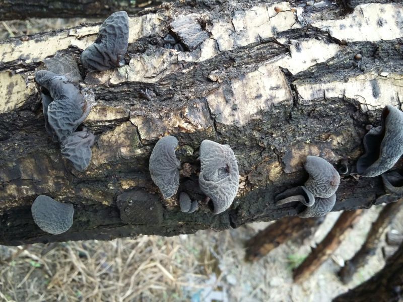黑木耳一级