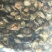 808香菇3cm以上