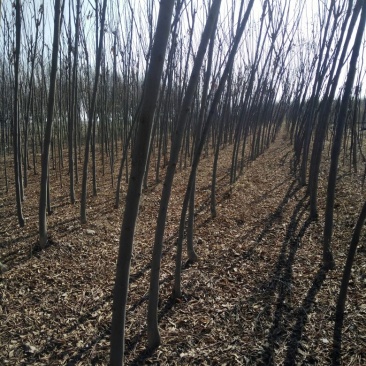 黄山栾树6~8cm6~8cm3.5~4米