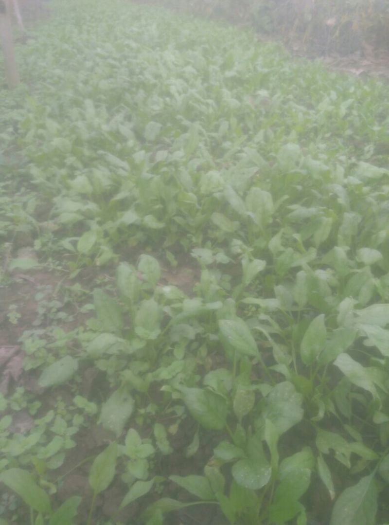 菠菜15~20厘米
