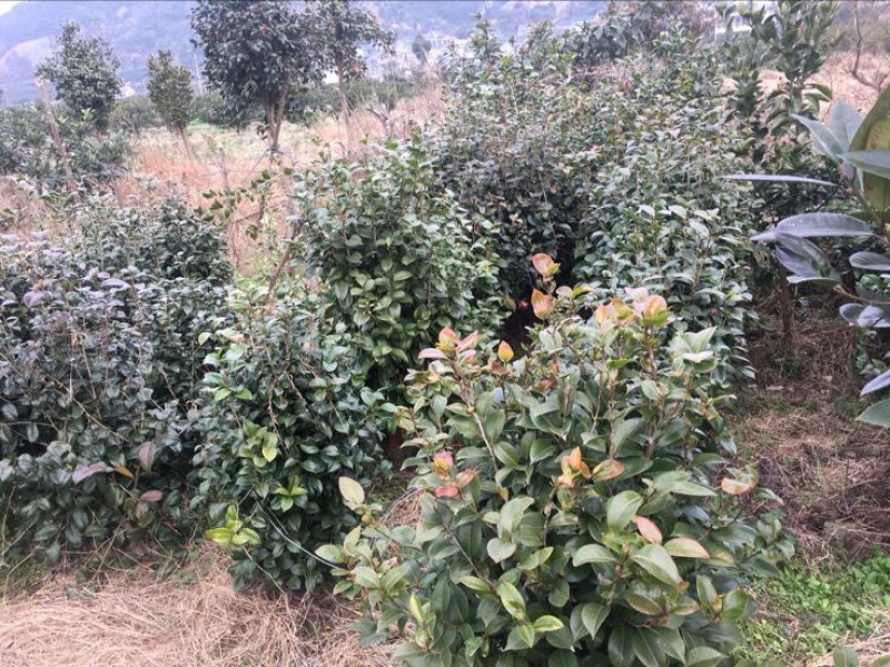茶花