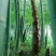 春笋10~15cm15~20cm20~25cm