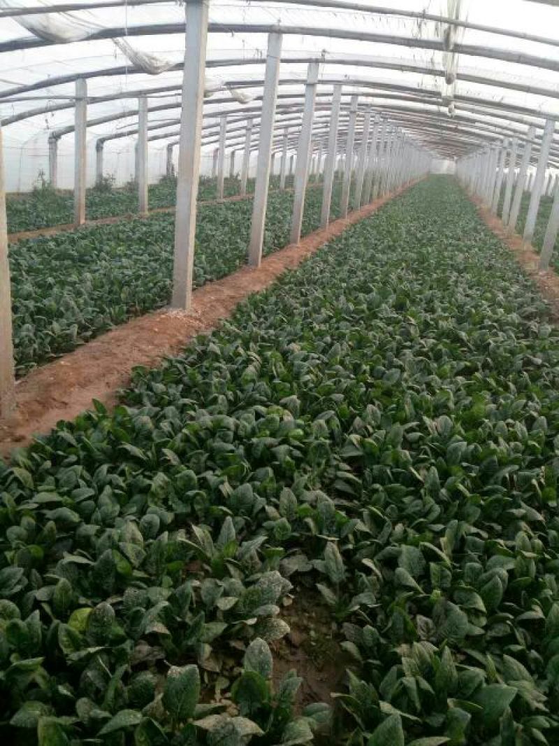 大叶菠菜20~25厘米