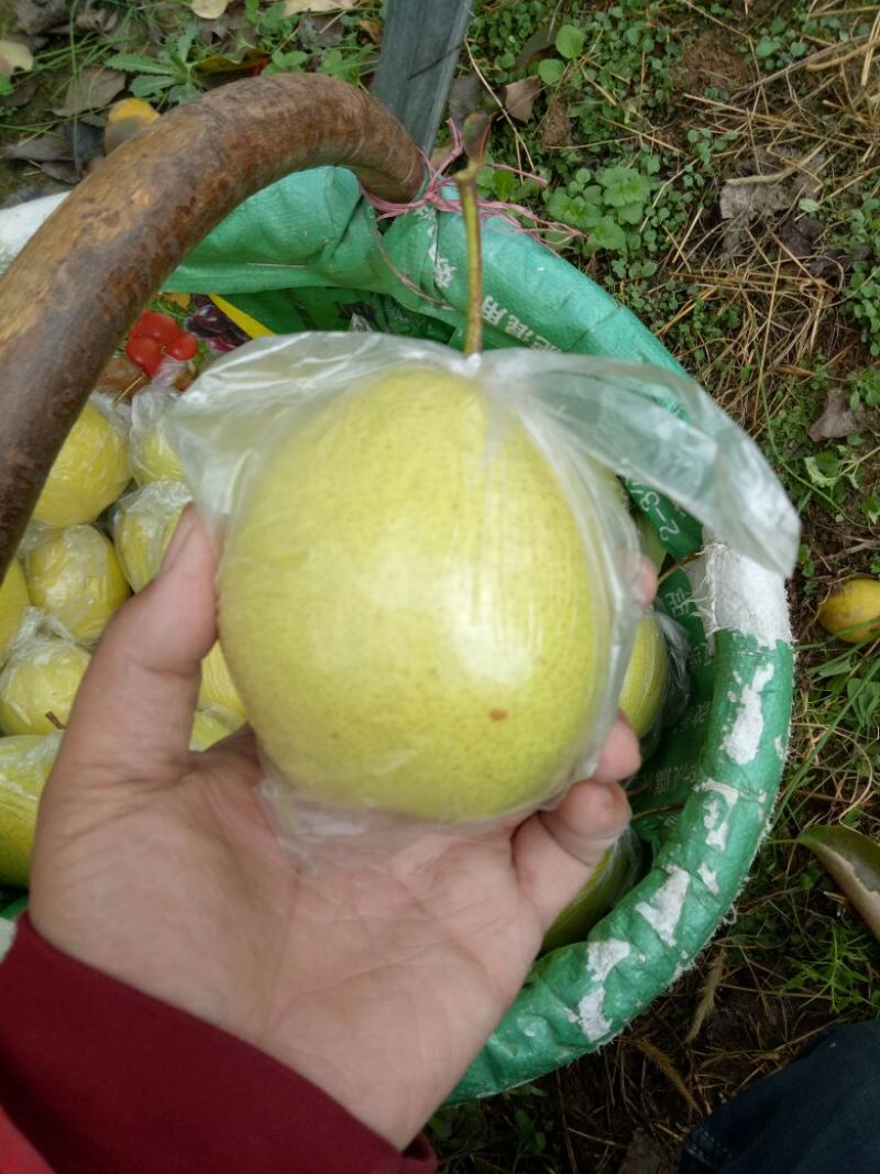 酸梨200~250g纸箱