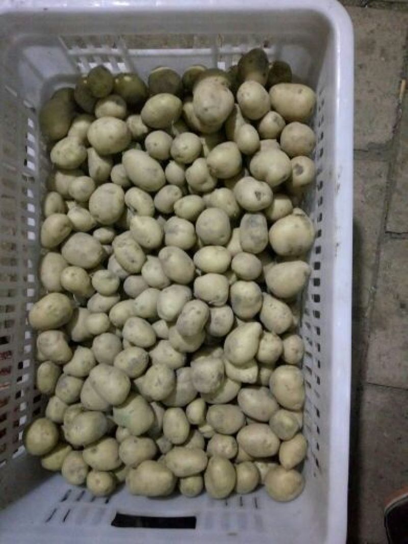 荷兰十五土豆1-----3量荷兰，黄皮黄心，油炸专用土