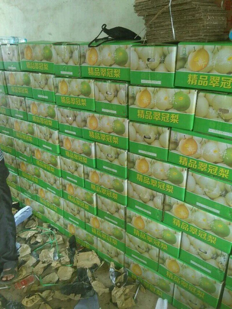 梨砀山酥梨皇冠梨纸袋包装现摘现发全国发