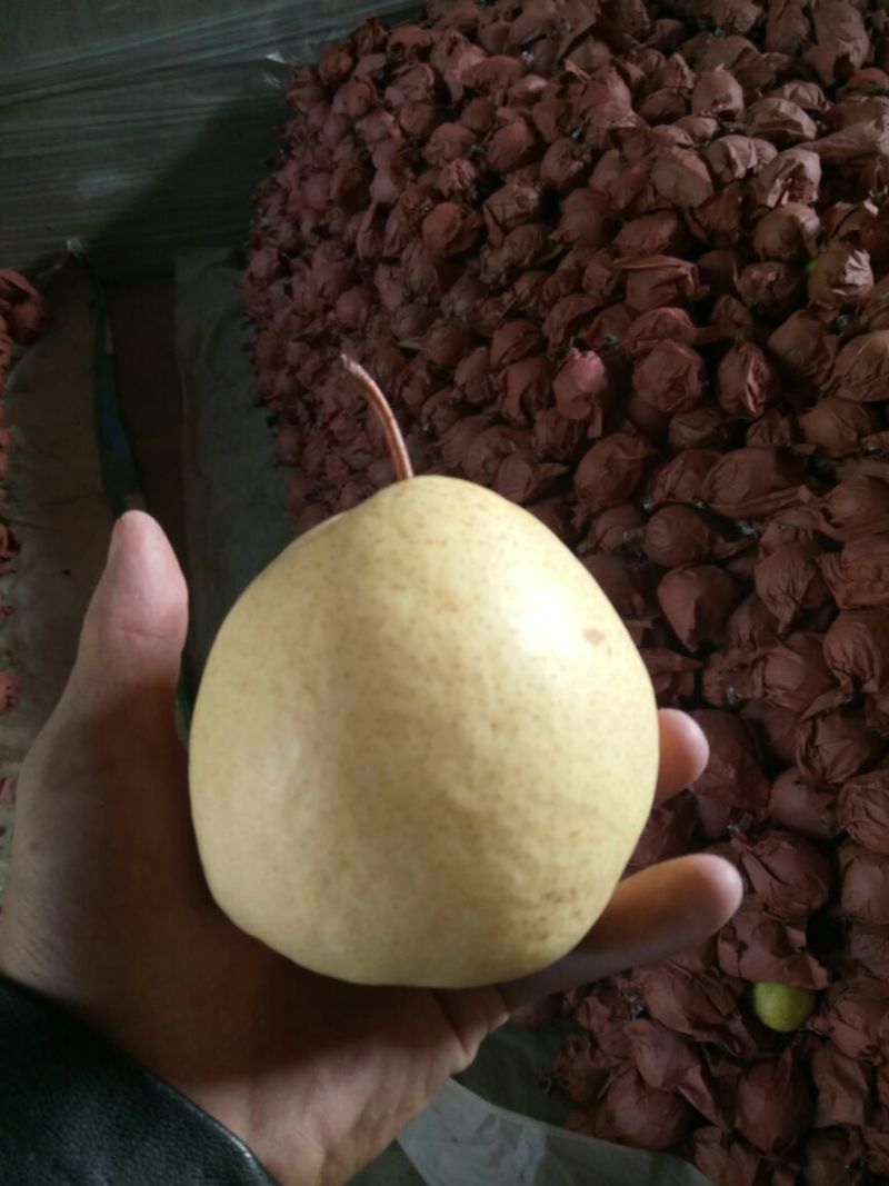 酥梨200~250g纸袋