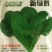 越冬菠菜15~20厘米