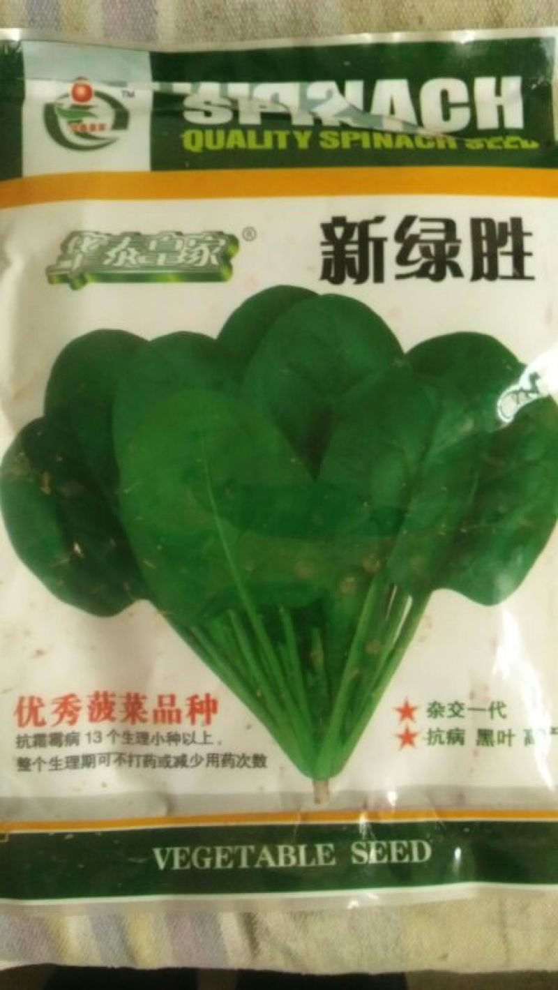 越冬菠菜15~20厘米