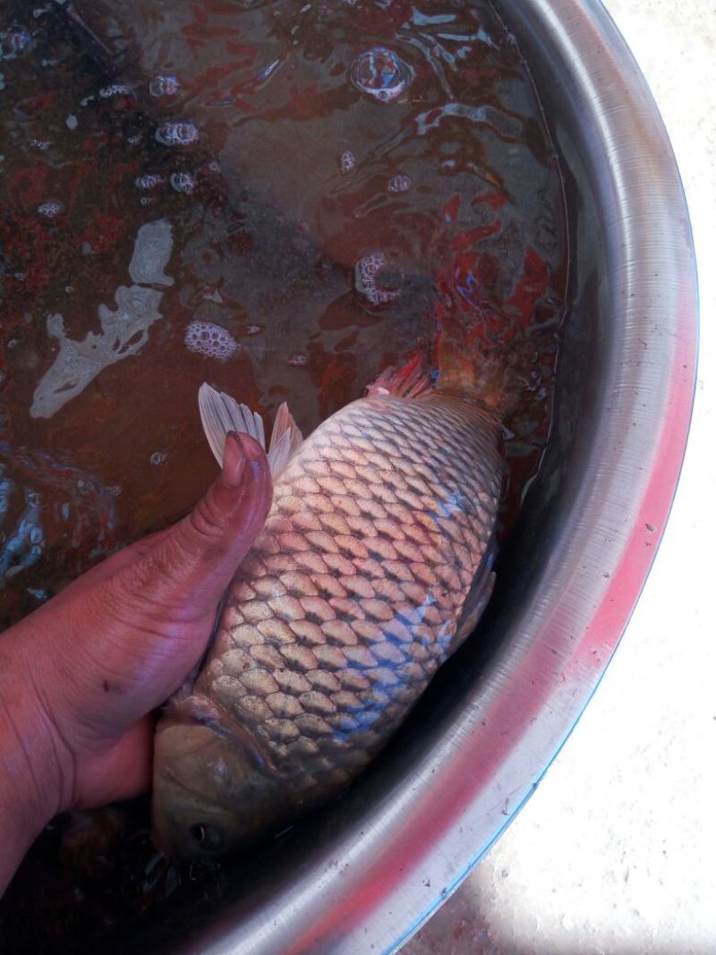 池鲤鱼食用7两