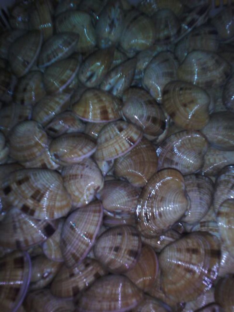 海螺食用鲜活5~10只/kg