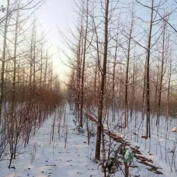 银杏树15cm工程苗量大支持线上交易