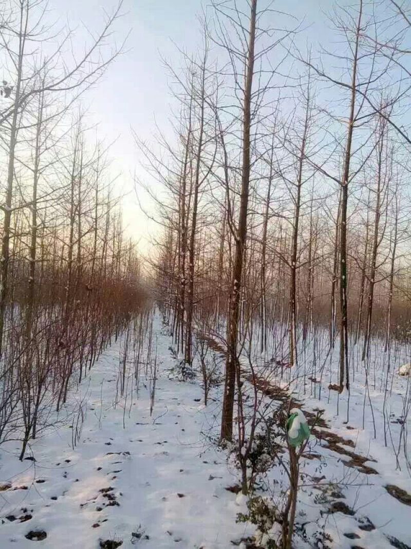 银杏树15cm工程苗量大支持线上交易