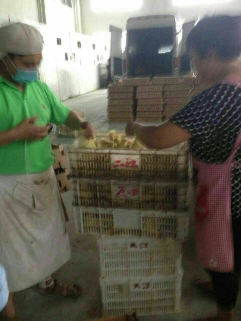 三花鹅苗250g以下