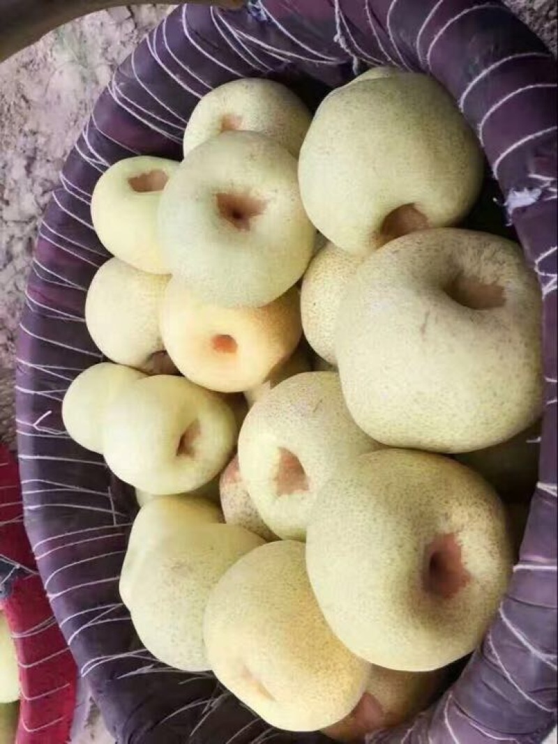 贡梨