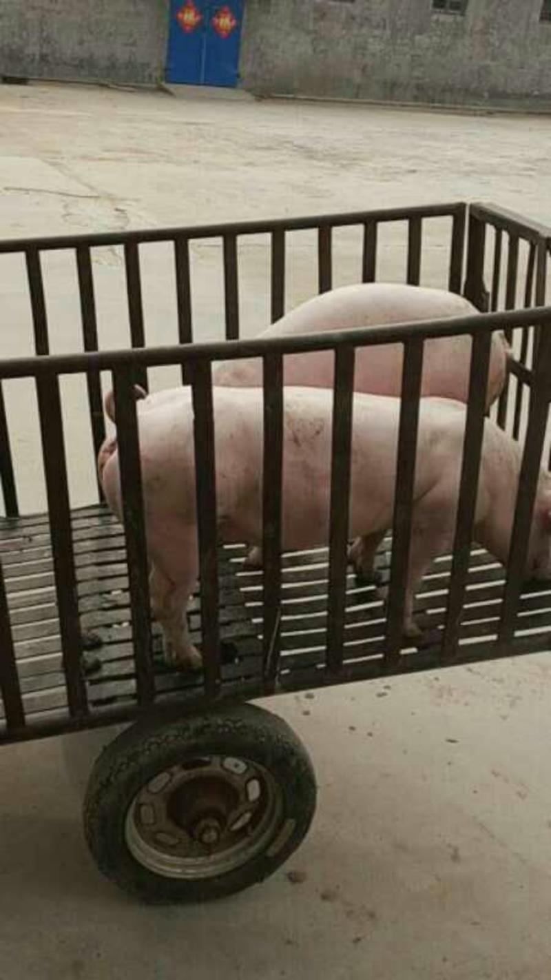 长白种猪45~55kg