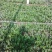 秋菠菜20~25厘米