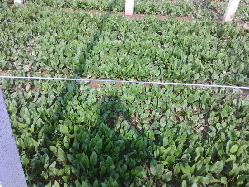秋菠菜20~25厘米