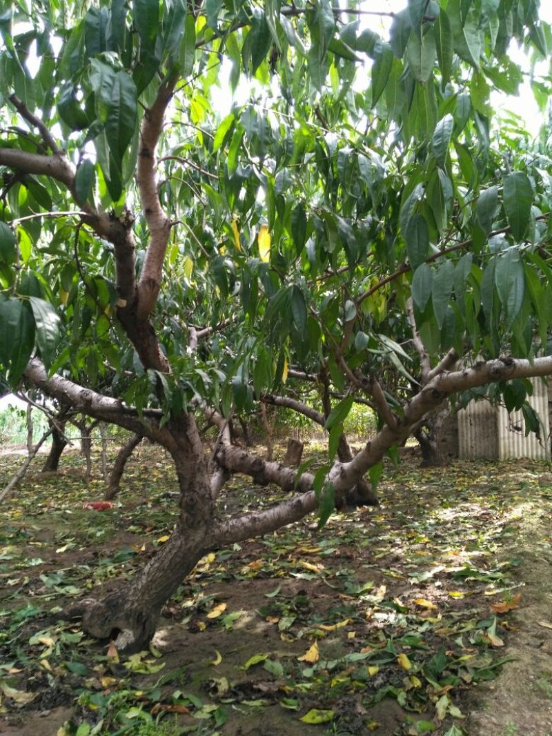 桃树8~10cm1.5~2米