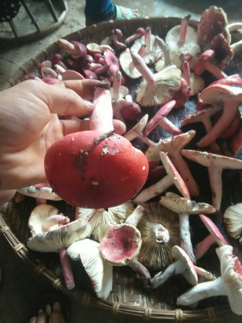 特级云南西双版纳红菇【大红菌】颜色新鲜形状好看