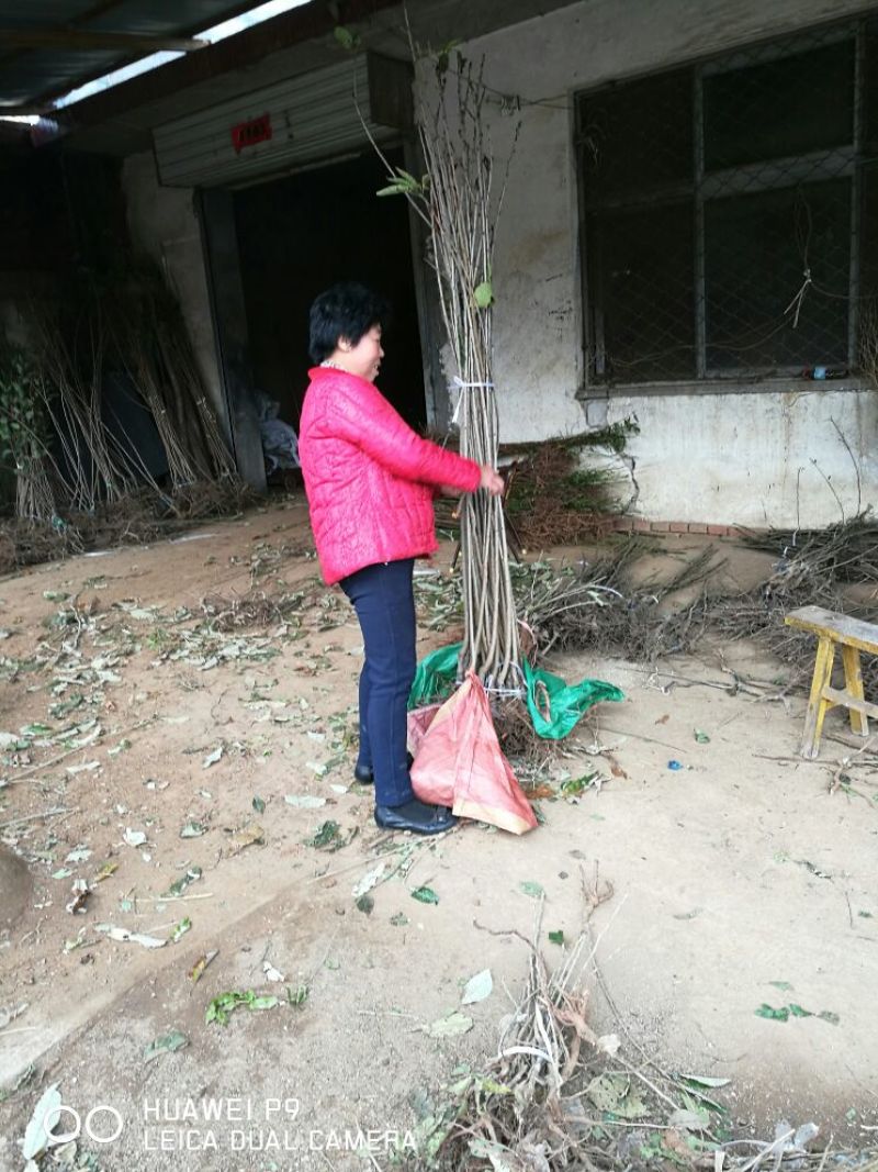 黄蜜樱桃苗2年80cm以上嫁接樱桃树苗矮化樱桃树