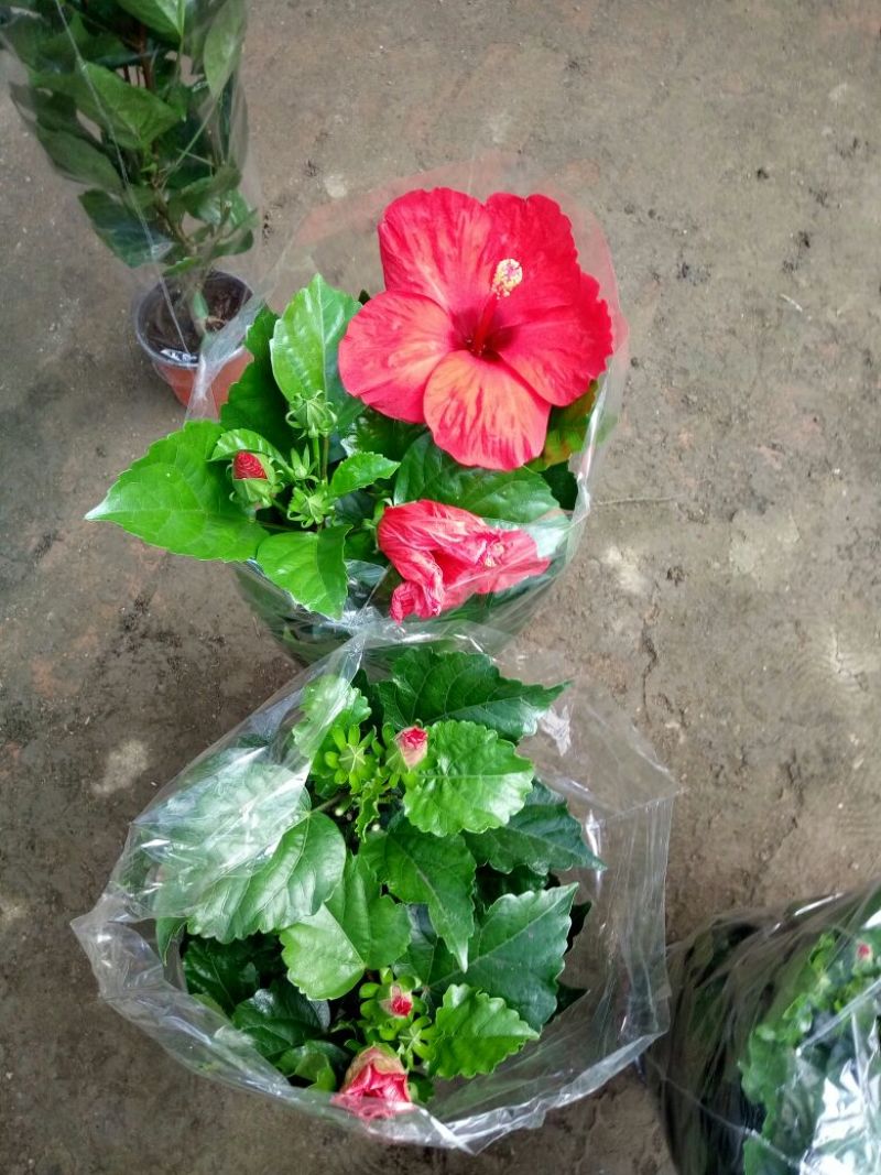 口红花
