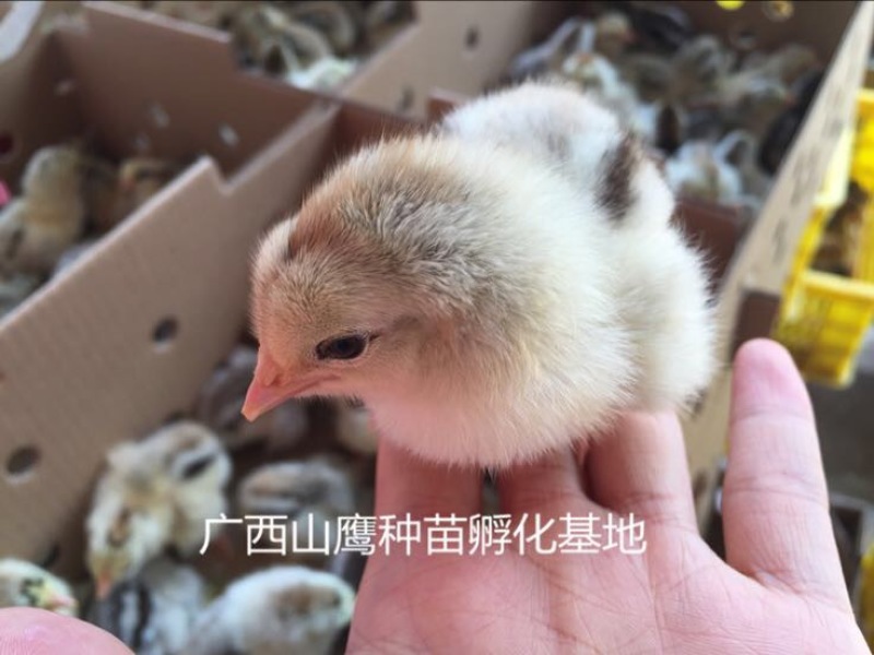 鸡苗