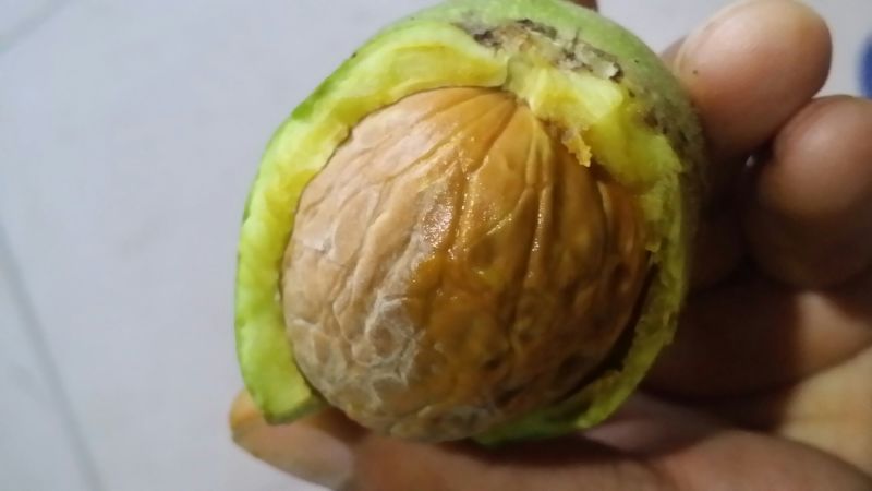 核桃去皮