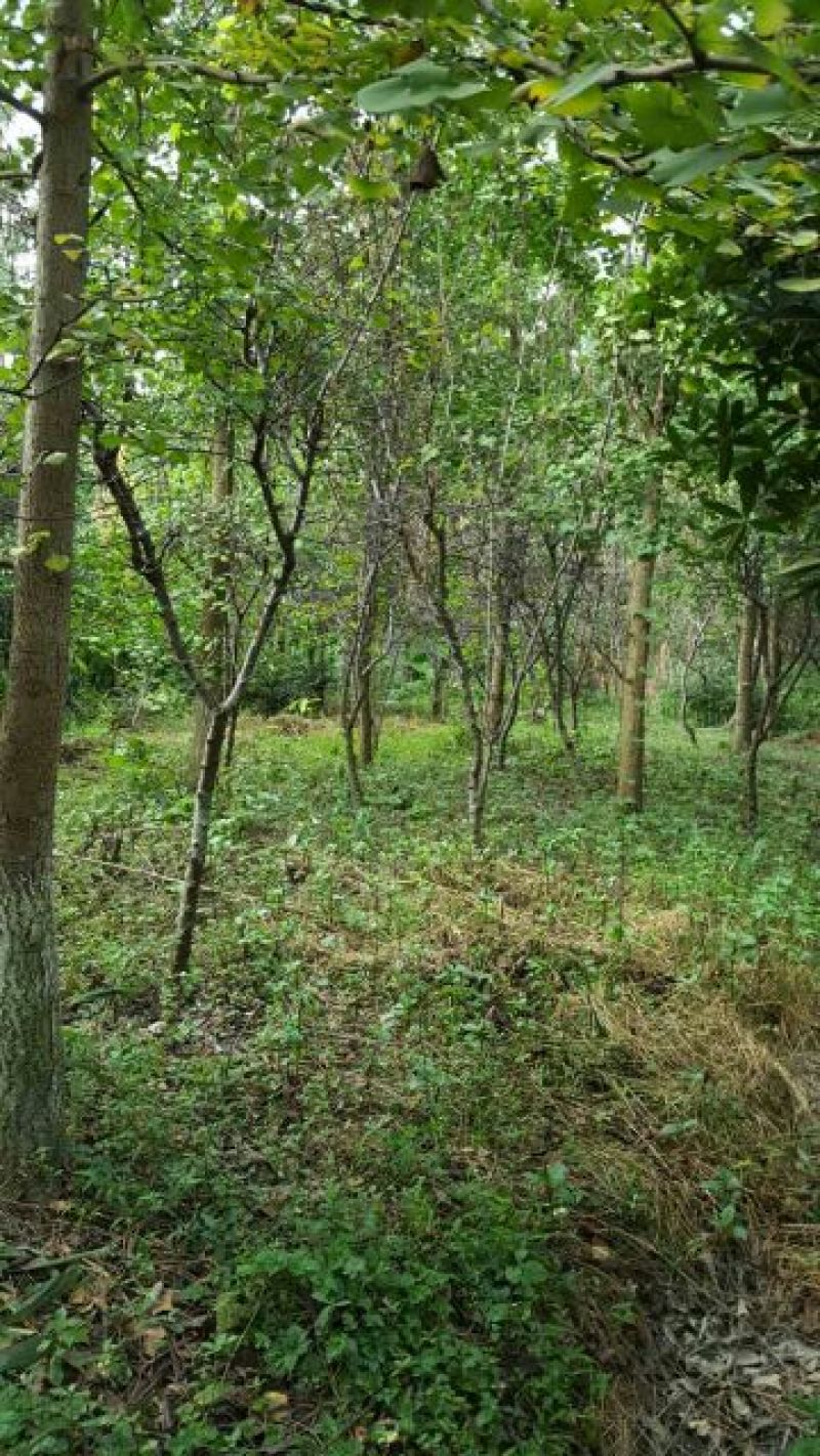 海棠2~4cm4~6cm4~6cm