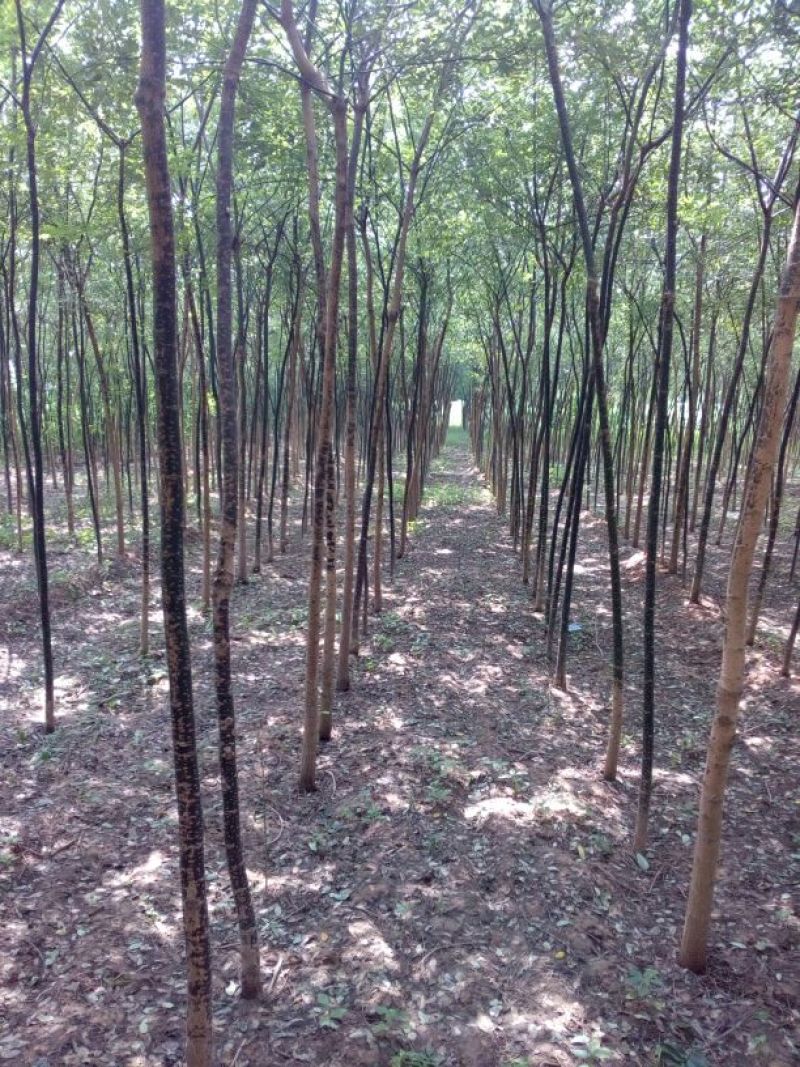 老国槐5---10公分自己种植国槐国槐国槐国槐国槐国槐国