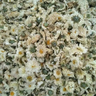 白菊花茶