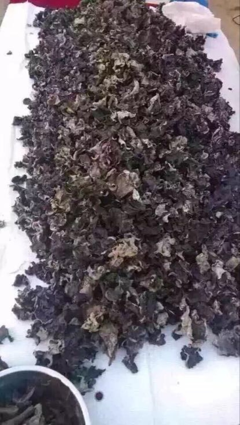 毛木耳