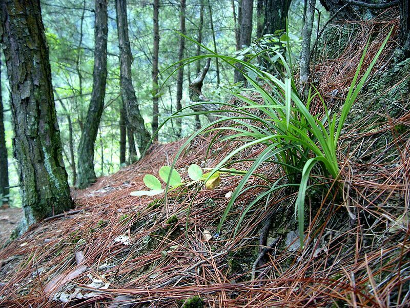 野兰花不知名字视频里是我深山里起回来的兰花