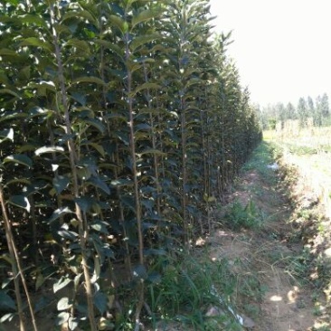 苹果树苗80cm以上