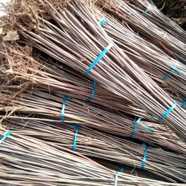红油香椿苗大棚70~80cm
