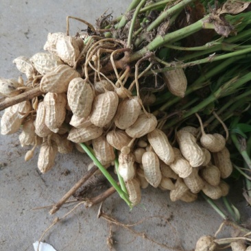 花生鲜货带壳
