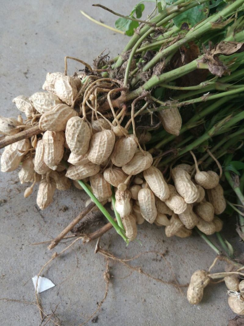 花生鲜货带壳